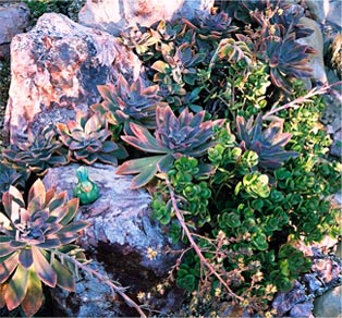 Rocks and Succulents